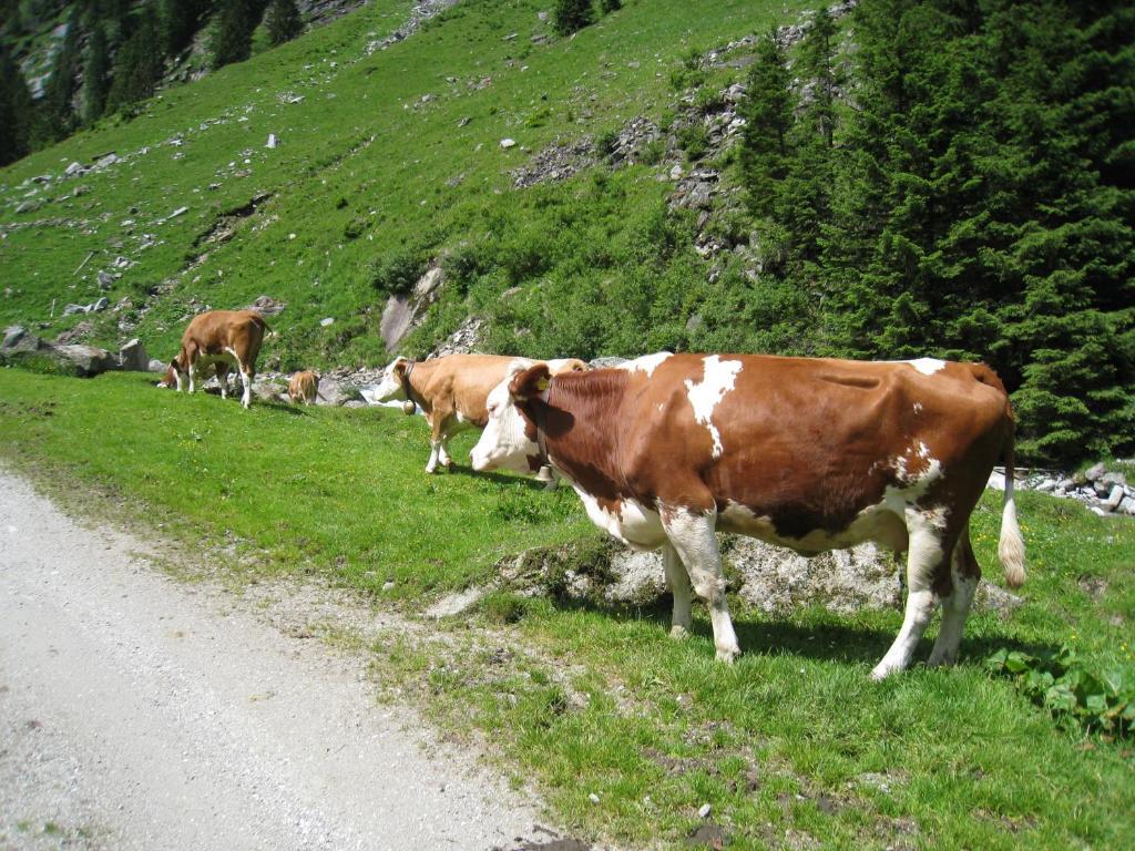 Gaestehaus Christoph * Ried im Zillertal